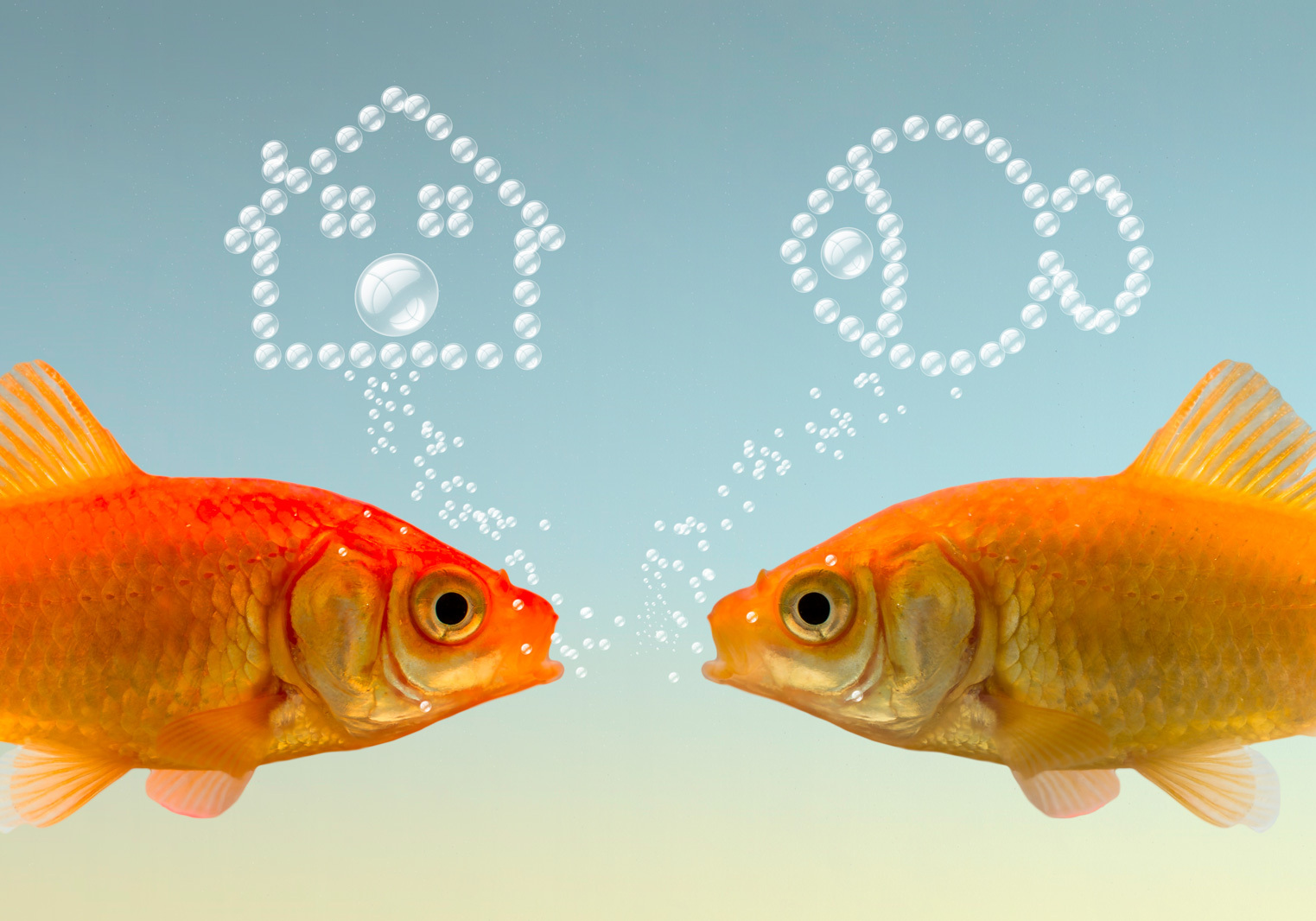 1600-1066-POISSONS-ROUGES
