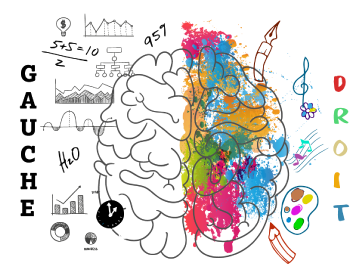  cerveau droit gauche dessins 300 