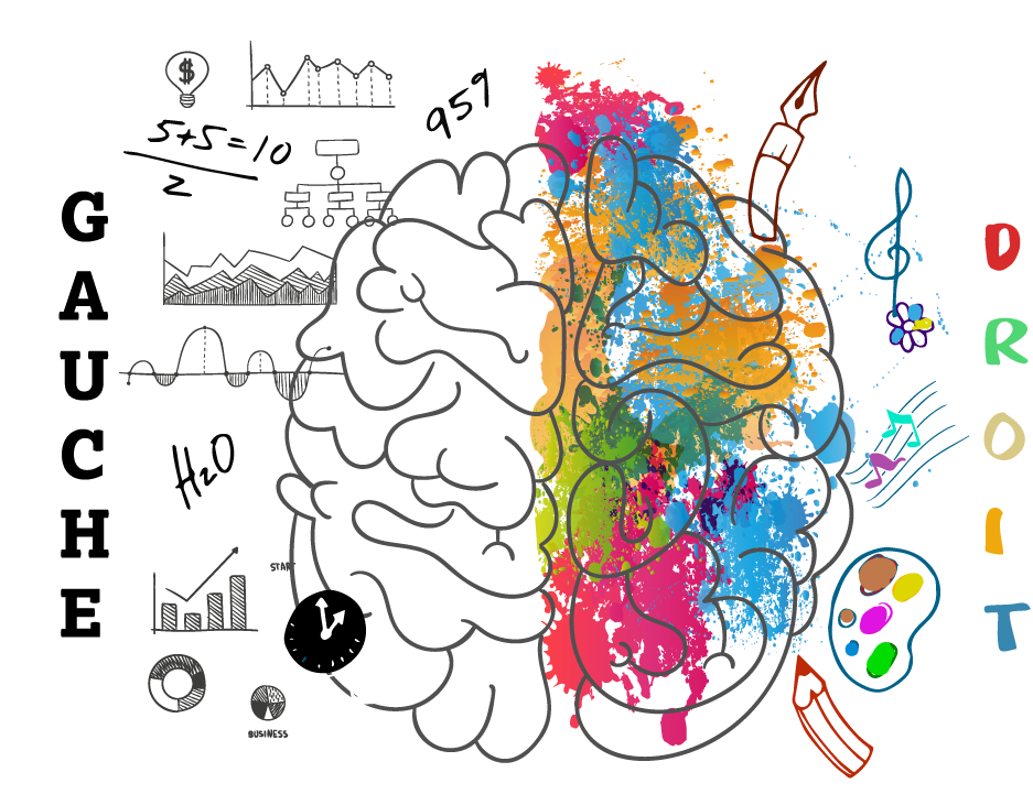  cerveau Droit et gauche dessiné 