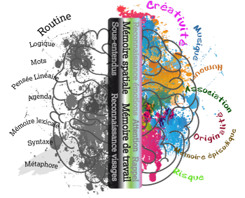  cerveau droit gauche mots 350 