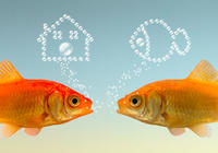 POISSONS GESTION PROJETS